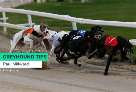 greyhound odds checker|greyhound odds today.